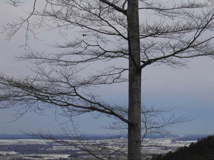 Baum und Hohenloher Ebene (Bitte hier klicken um dieses Bild in seiner vollen Größe zu betrachten)