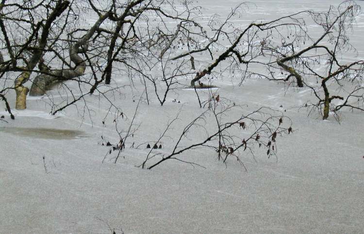 Baum unter Eis (Bitte hier klicken um dieses Bild in seiner vollen Größe zu betrachten)