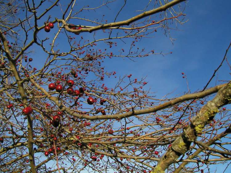 Beeren bei Bühlertann (Bitte hier klicken um dieses Bild in seiner vollen Größe zu betrachten)