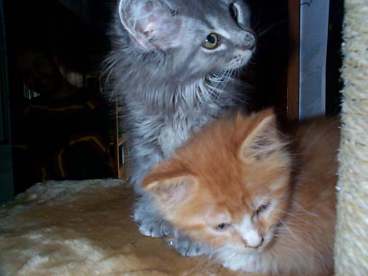 zwei kleine Katzen (Bitte hier klicken um dieses Bild in seiner vollen Größe zu betrachten)