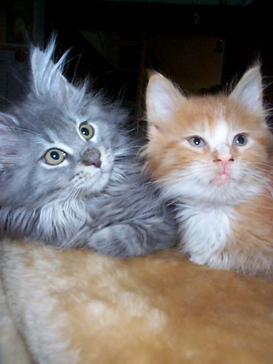 zwei Kätzchen (Bitte hier klicken um dieses Bild in seiner vollen Größe zu betrachten)