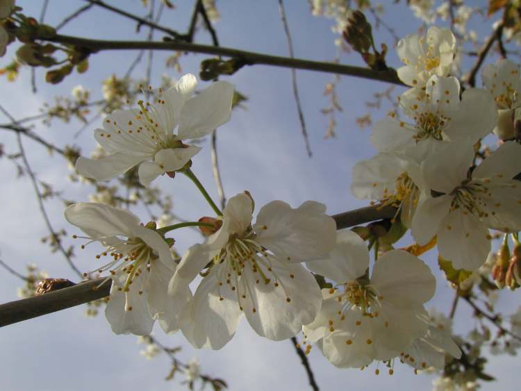 Frühlingsbaumblüten (Bitte hier klicken um dieses Bild in seiner vollen Größe zu betrachten)