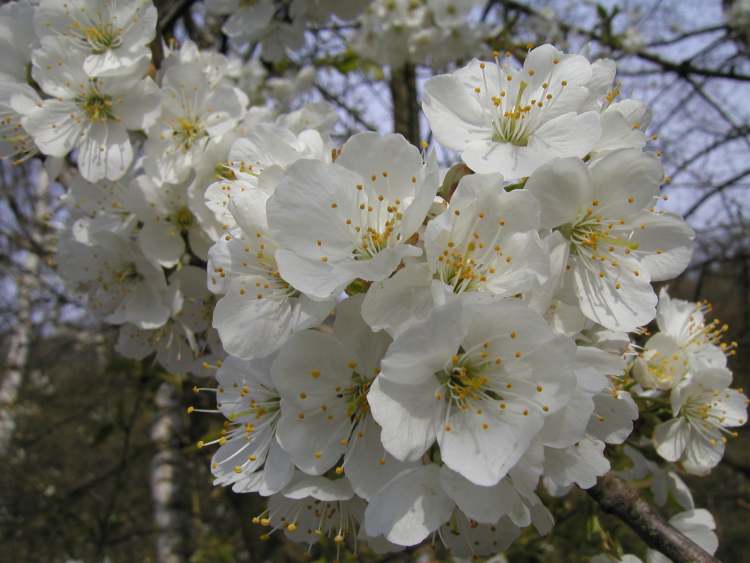 Frühlingsbaumblüte (Bitte hier klicken um dieses Bild in seiner vollen Größe zu betrachten)