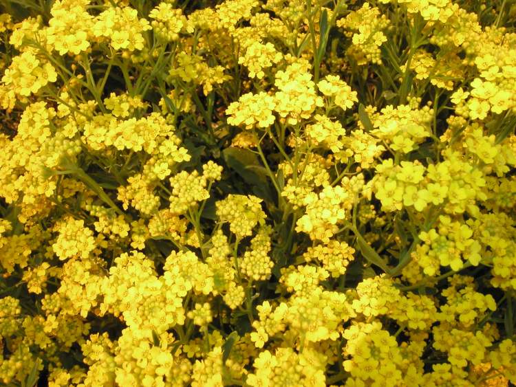 gelbe kleine Blütchen (Bitte hier klicken um dieses Bild in seiner vollen Größe zu betrachten)