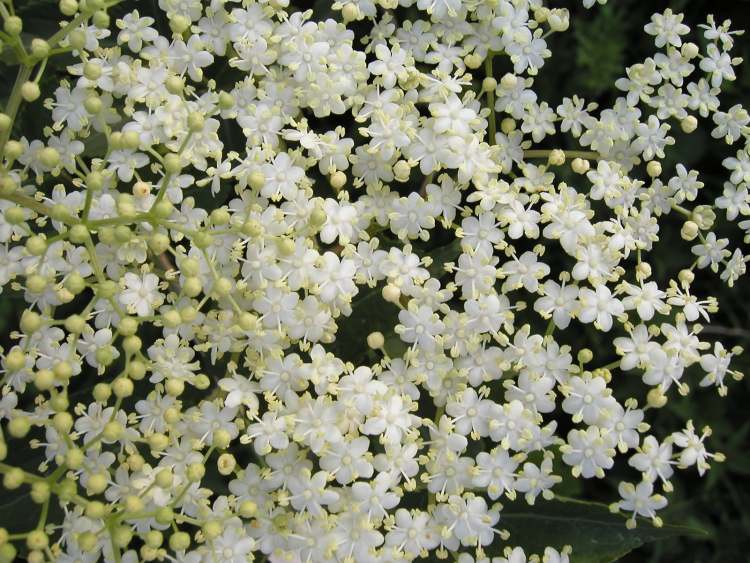 weiße Blüten am Holunderstrauch (Bitte hier klicken um dieses Bild in seiner vollen Größe zu betrachten)
