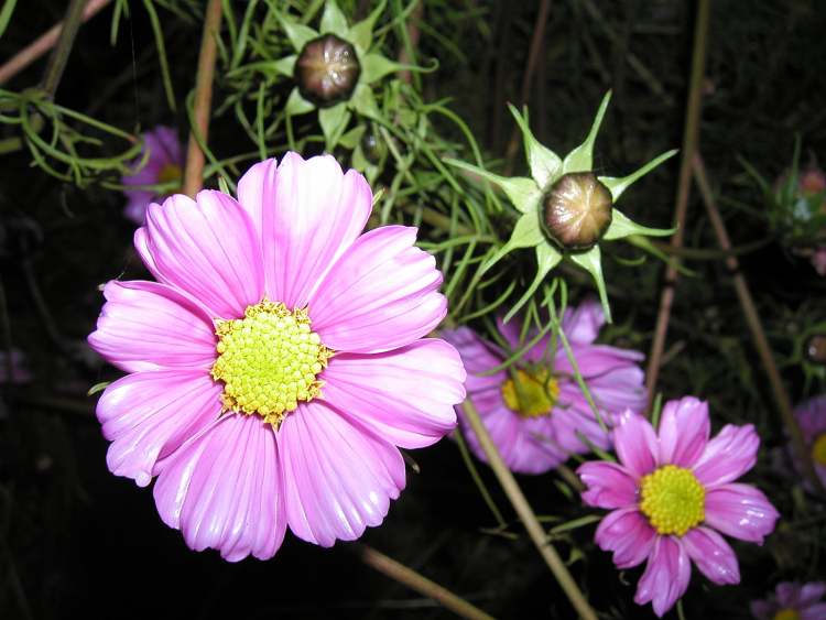 Nachtblume (Bitte hier klicken um dieses Bild in seiner vollen Größe zu betrachten)