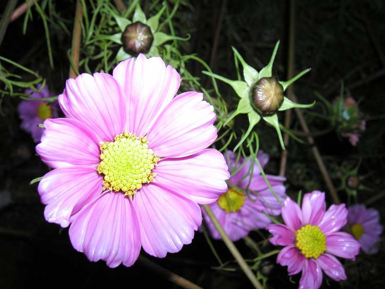 Blumen im Dunklen (Bitte hier klicken um dieses Bild in seiner vollen Größe zu betrachten)