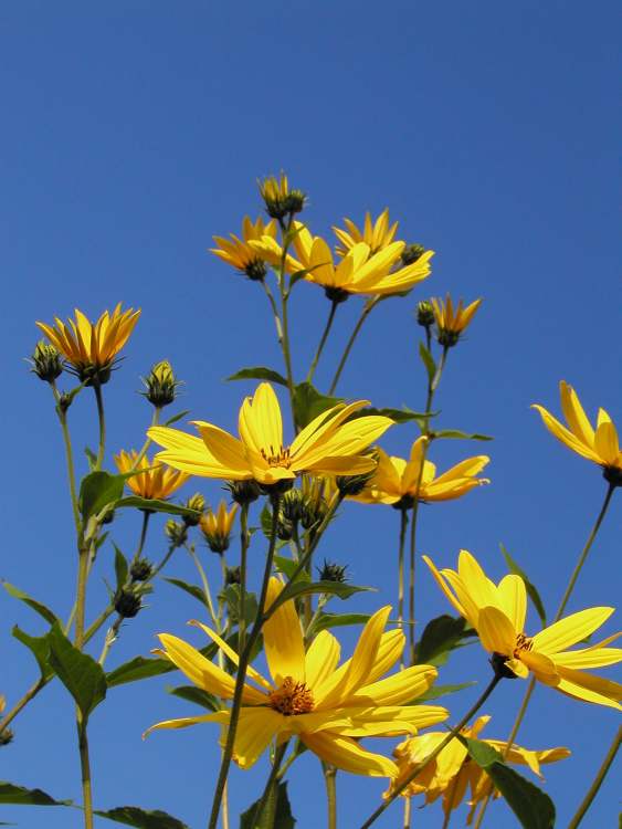 Armblütige Sonnenblumen (Bitte hier klicken um dieses Bild in seiner vollen Größe zu betrachten)