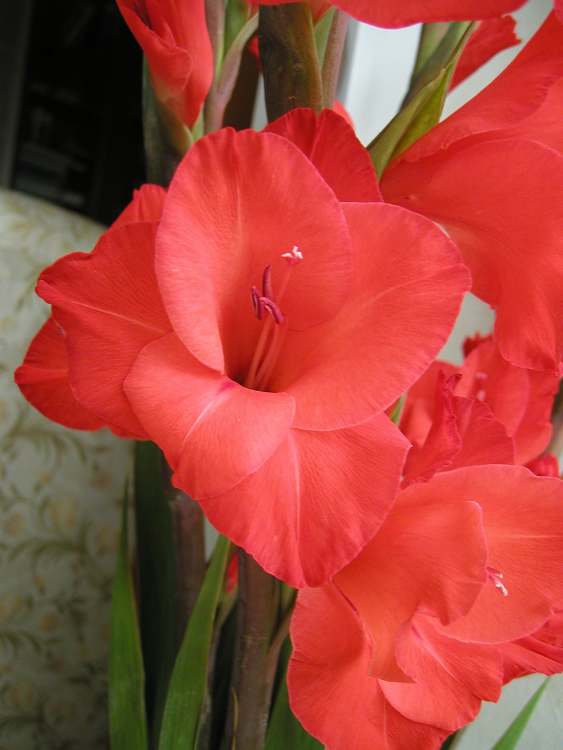 rote Lilie (Bitte hier klicken um dieses Bild in seiner vollen Größe zu betrachten)