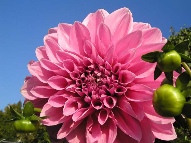 herrliche Blüte mit Knospen (Bitte hier klicken um dieses Bild in seiner vollen Größe zu betrachten)