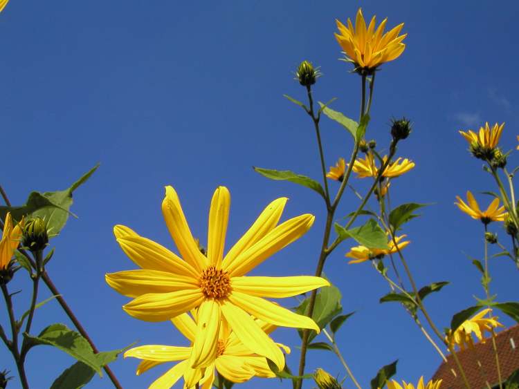 Armblütige Sonnenblume wächst in den Himmel hinein (Bitte hier klicken um dieses Bild in seiner vollen Größe zu betrachten)