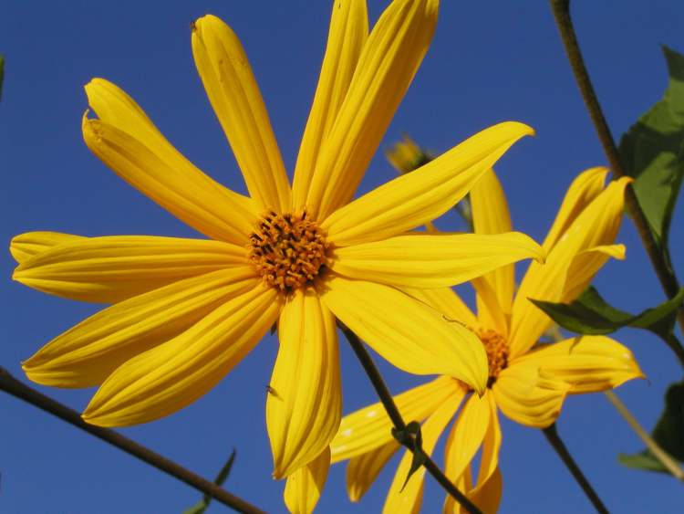 Armblütige Sonnenblumenblüte (Bitte hier klicken um dieses Bild in seiner vollen Größe zu betrachten)