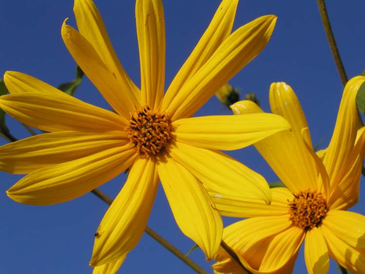 Armblütige Sonnenblume Blüten (Bitte hier klicken um dieses Bild in seiner vollen Größe zu betrachten)
