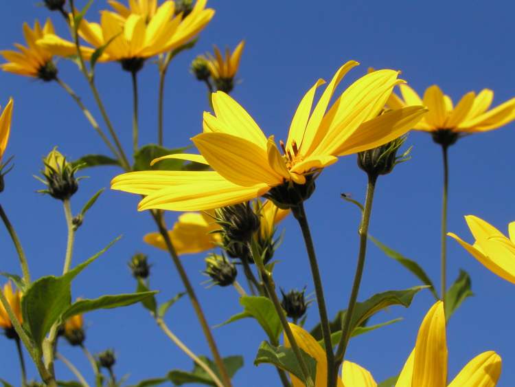 Armblütige Sonnenblume (Bitte hier klicken um dieses Bild in seiner vollen Größe zu betrachten)