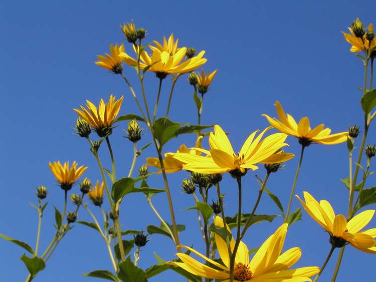 Blumen im Himmel (Bitte hier klicken um dieses Bild in seiner vollen Größe zu betrachten)