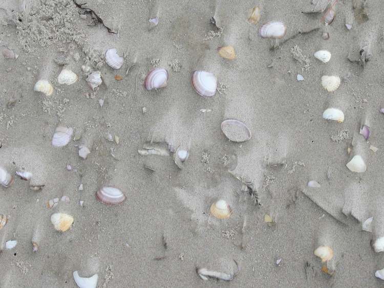 Muscheln im Sandstrand (Bitte hier klicken um dieses Bild in seiner vollen Größe zu betrachten)