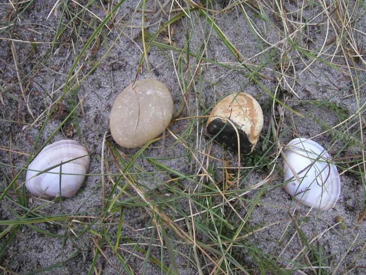 Strandfund Steine und Muscheln (Bitte hier klicken um dieses Bild in seiner vollen Größe zu betrachten)