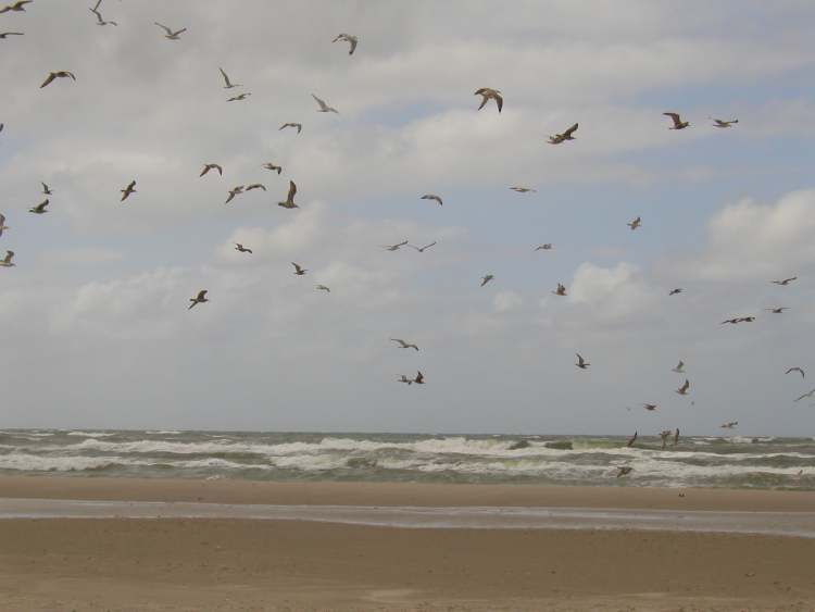 fliegende Meeresvögel (Bitte hier klicken um dieses Bild in seiner vollen Größe zu betrachten)