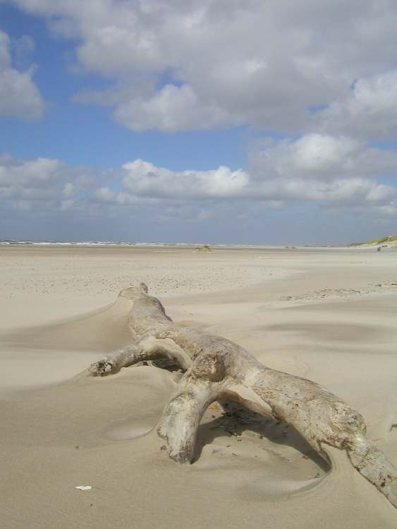 ein einsamer Baumstamm am Strand (Bitte hier klicken um dieses Bild in seiner vollen Größe zu betrachten)