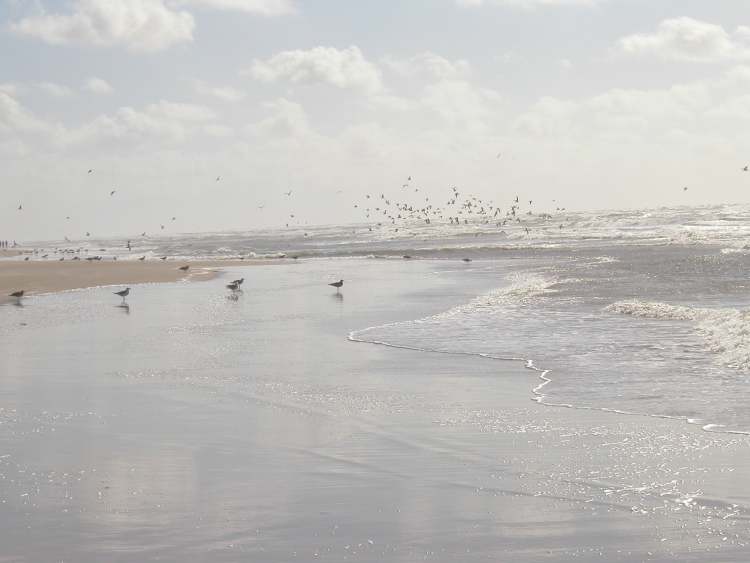 das Meer füttert die Vögel (Bitte hier klicken um dieses Bild in seiner vollen Größe zu betrachten)