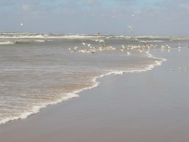 Strandwellen mit Meeresvögel (Bitte hier klicken um dieses Bild in seiner vollen Größe zu betrachten)