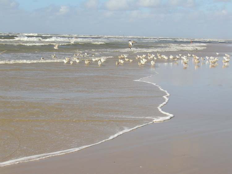 Seemöven am Meeresstrand (Bitte hier klicken um dieses Bild in seiner vollen Größe zu betrachten)