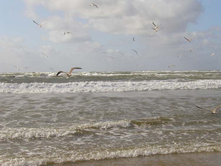 Vögel und Wellen (Bitte hier klicken um dieses Bild in seiner vollen Größe zu betrachten)