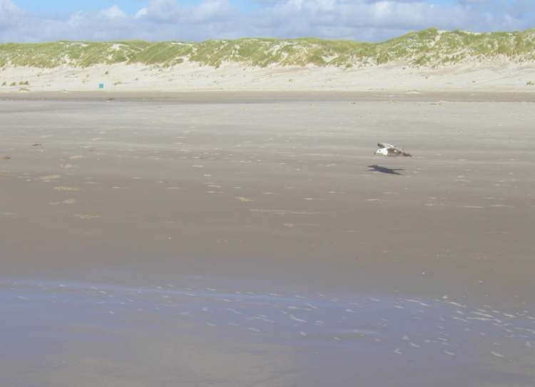 Seemöve fliegt über den Strand (Bitte hier klicken um dieses Bild in seiner vollen Größe zu betrachten)