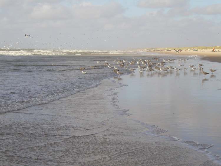 Seemöven am Strand (Bitte hier klicken um dieses Bild in seiner vollen Größe zu betrachten)