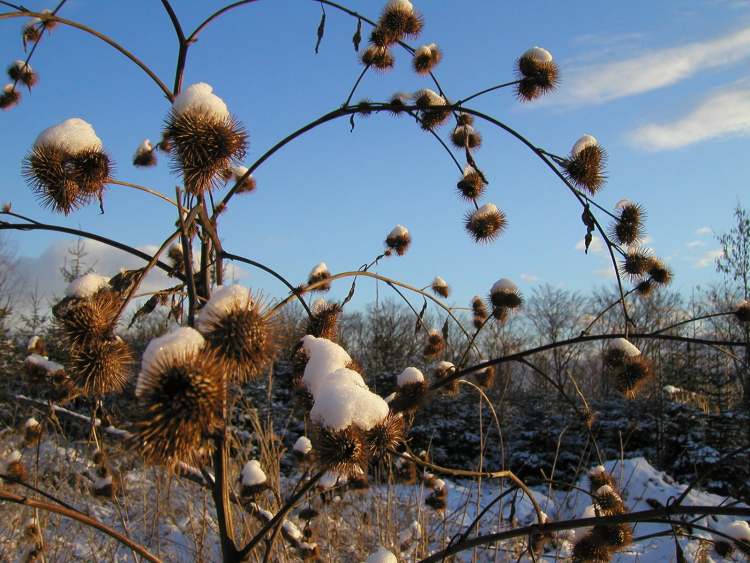 Disteln im Winter (Bitte hier klicken um dieses Bild in seiner vollen Größe zu betrachten)