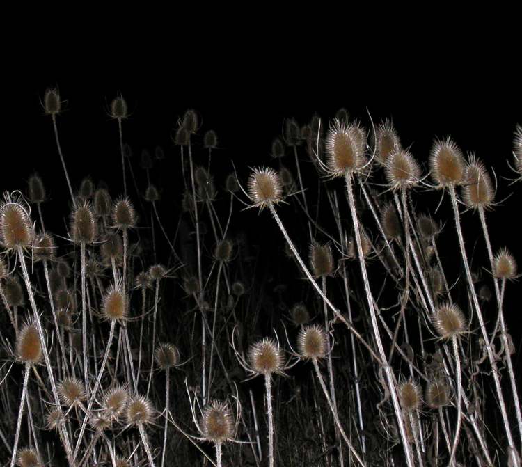 Disteln im Nachtlicht (Bitte hier klicken um dieses Bild in seiner vollen Größe zu betrachten)