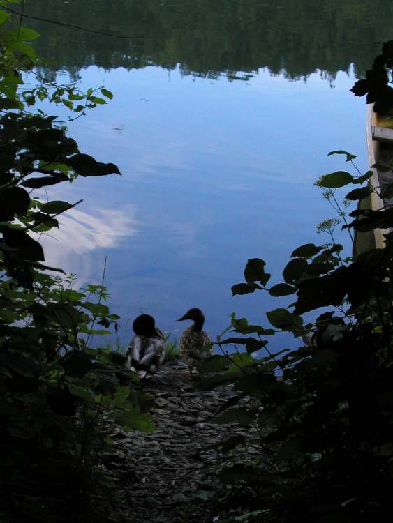 zwei Enten (Bitte hier klicken um dieses Bild in seiner vollen Größe zu betrachten)