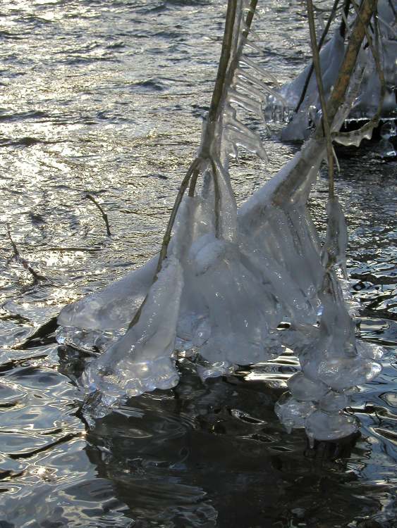 Eiskristalle im Fluss (Bitte hier klicken um dieses Bild in seiner vollen Größe zu betrachten)