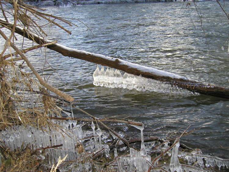 Eiskristall-Leben am Kocher bei Schwäbisch Hall Tullau (Bitte hier klicken um dieses Bild in seiner vollen Größe zu betrachten)