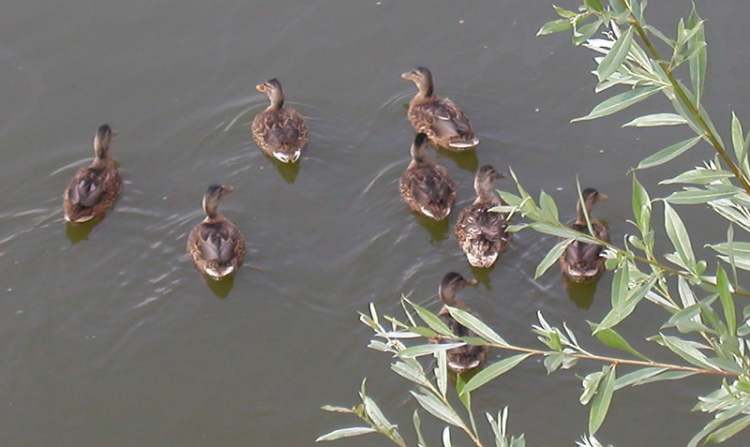 Enten im Wasser (Bitte hier klicken um dieses Bild in seiner vollen Größe zu betrachten)