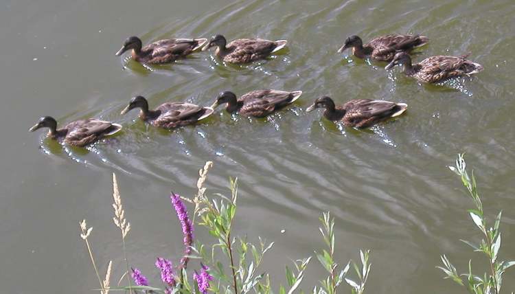 Entenreihen im Fluss (Bitte hier klicken um dieses Bild in seiner vollen Größe zu betrachten)