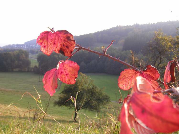 rote Herbstblätter (Bitte hier klicken um dieses Bild in seiner vollen Größe zu betrachten)