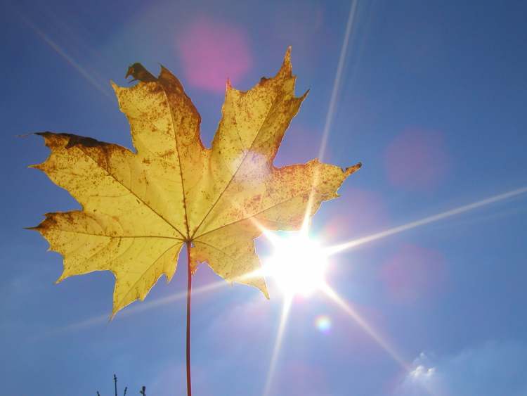 Herbstblatt im Sonnenlicht (Bitte hier klicken um dieses Bild in seiner vollen Größe zu betrachten)