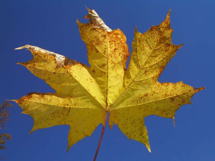 Herbstblatt im Himmel (Bitte hier klicken um dieses Bild in seiner vollen Größe zu betrachten)