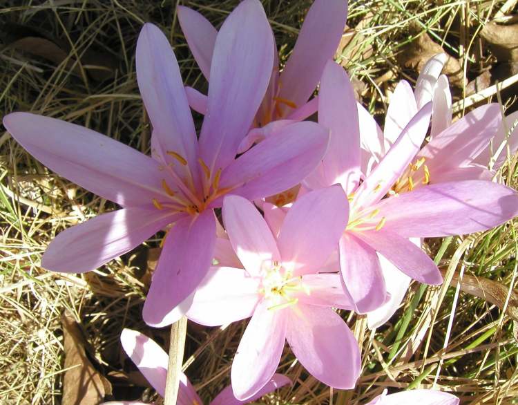 Herbstzeitlose Blüten (Bitte hier klicken um dieses Bild in seiner vollen Größe zu betrachten)