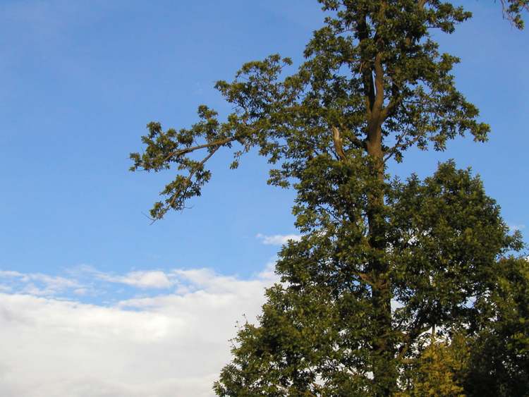 Himmelbaum (Bitte hier klicken um dieses Bild in seiner vollen Größe zu betrachten)