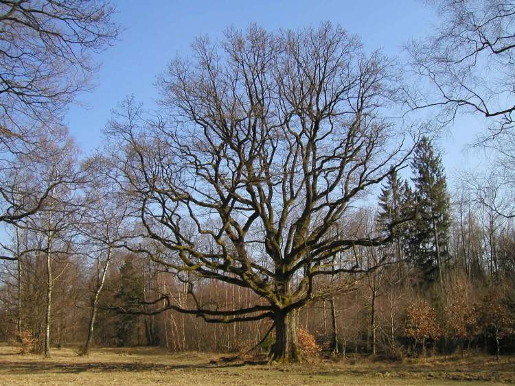 Ein mächtiger Baum im Naturschutzgebiet Viehweide (Bitte hier klicken um dieses Bild in seiner vollen Größe zu betrachten)