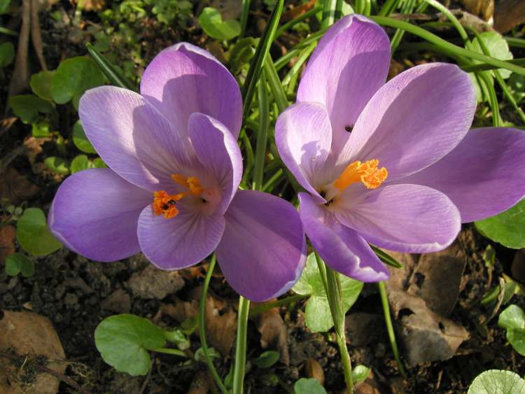 violette Krokus Märzenbecher (Bitte hier klicken um dieses Bild in seiner vollen Größe zu betrachten)