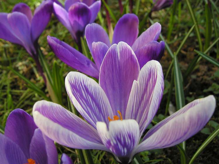 Krokus Blüten (Bitte hier klicken um dieses Bild in seiner vollen Größe zu betrachten)