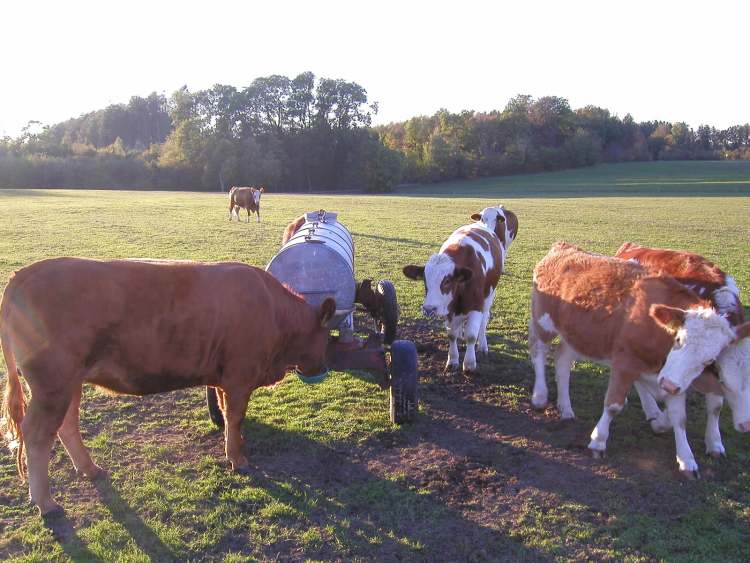 Kühe auf Wiese am Abend (Bitte hier klicken um dieses Bild in seiner vollen Größe zu betrachten)