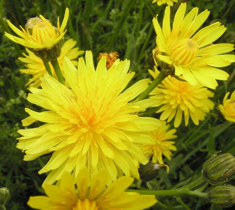 Wiesen Pippau Blüten (Bitte hier klicken um dieses Bild in seiner vollen Größe zu betrachten)