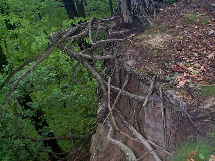 da gehts steil bergab in den Märchenwald (Bitte hier klicken um dieses Bild in seiner vollen Größe zu betrachten)