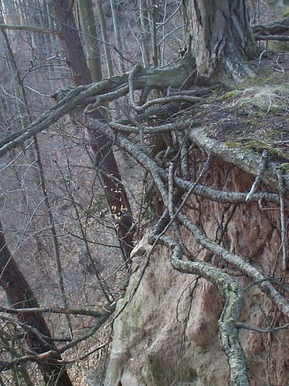 verwunschener Märchenwald (Bitte hier klicken um dieses Bild in seiner vollen Größe zu betrachten)