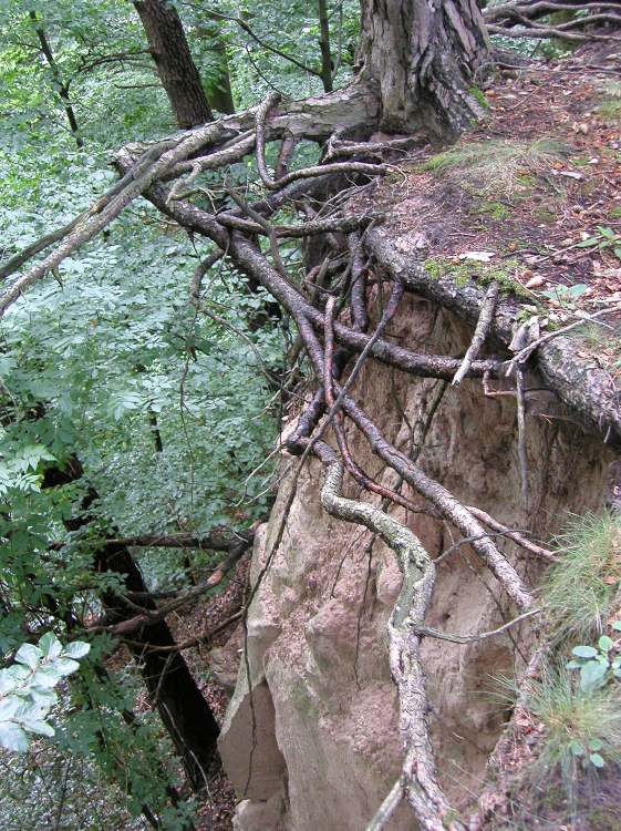 Märchenwald Wurzeln überm Abgrund (Bitte hier klicken um dieses Bild in seiner vollen Größe zu betrachten)