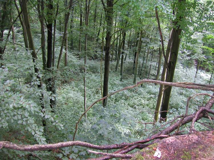 ein märchenhafter Wald (Bitte hier klicken um dieses Bild in seiner vollen Größe zu betrachten)